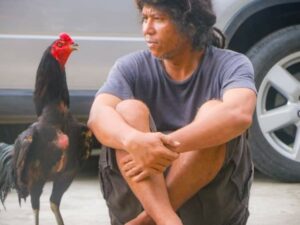 Hikayat Paox Iben & Ayam Jago Idolanya