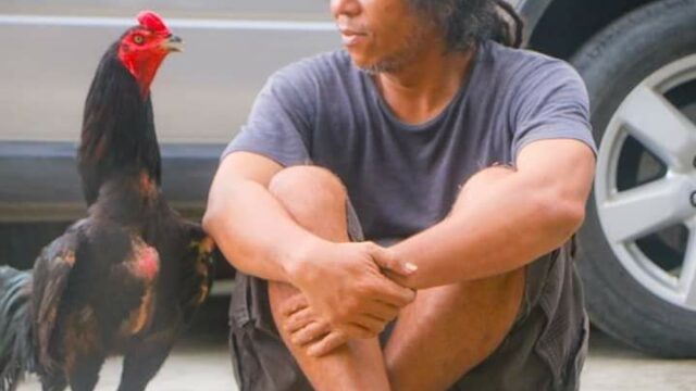 Hikayat Paox Iben & Ayam Jago Idolanya