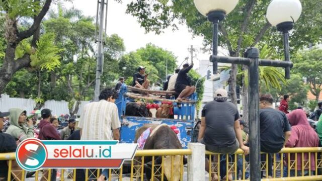 Bawa Sapi ke DPRD, Jagal RPH Pegirian Tolak Relokasi ke TOW