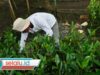 TPS Surabaya Dukung Pemberdayaan Petani Mangrove Lewat Program Restorasi Pesisir