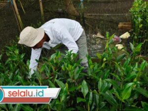 TPS Surabaya Dukung Pemberdayaan Petani Mangrove Lewat Program Restorasi Pesisir