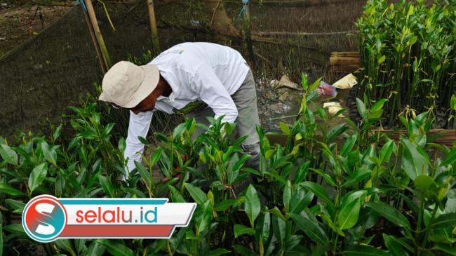 TPS Surabaya Dukung Pemberdayaan Petani Mangrove Lewat Program Restorasi Pesisir