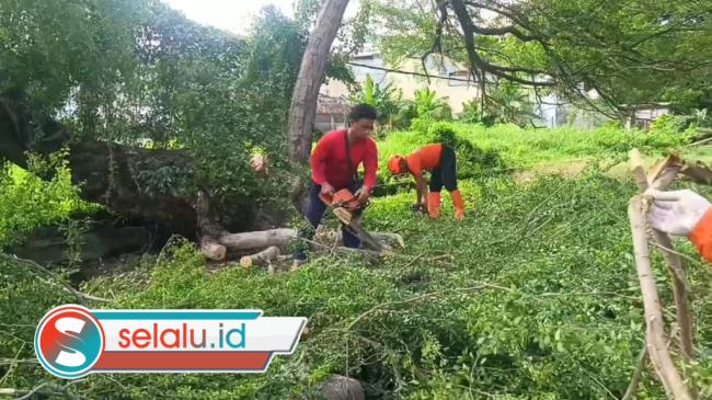 Angin Kencang di Surabaya, Pohon Tumbang Timpa Ojol dan Penumpang