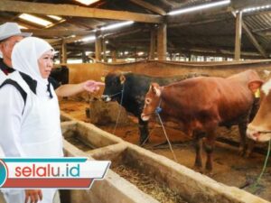 Jatim Terima Alokasi 1,5 Juta Dosis Vaksin PMK, 453 Ribu Sudah Tersalurkan