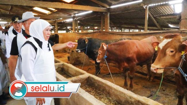 Jatim Terima Alokasi 1,5 Juta Dosis Vaksin PMK, 453 Ribu Sudah Tersalurkan