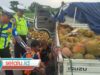Pecah Ban, Mobil Pikap Muatan Durian Terguling di Tol Surabaya Mojokerto