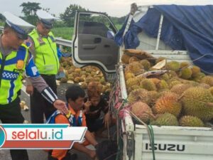 Pecah Ban, Mobil Pikap Muatan Durian Terguling di Tol Surabaya Mojokerto