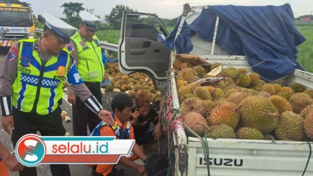 Pecah Ban, Mobil Pikap Muatan Durian Terguling di Tol Surabaya Mojokerto