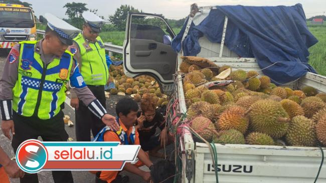 Pecah Ban, Mobil Pikap Muatan Durian Terguling di Tol Surabaya Mojokerto