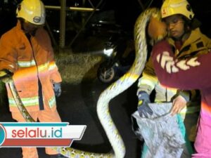 Ular Piton Muncul Lagi di Surabaya, Kali Ini Mangsa Ayam Milik Warga Manyar Jaya