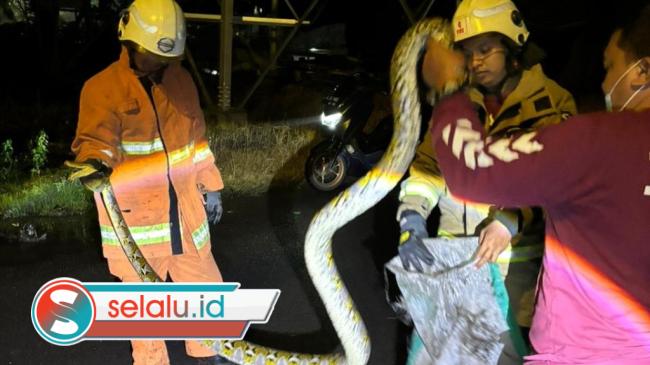 Ular Piton Muncul Lagi di Surabaya, Kali Ini Mangsa Ayam Milik Warga Manyar Jaya