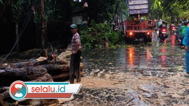 Hujan Disertai Angin di Surabaya Juga Tumbangkan 30 Pohon