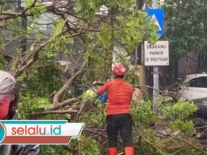 Hujan Angin Terjang Surabaya, 9 Pohon Tumbang