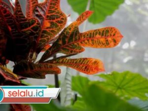 Ironi Mengakusisi Bumi Kita Sendiri, Sebuah Memoar Panjang "Merakyatkan" Hutan