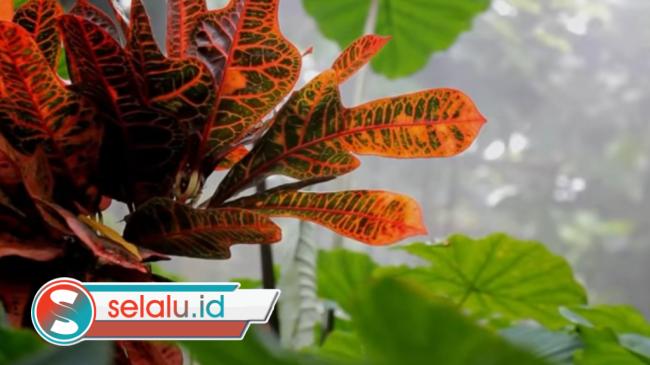 Ironi Mengakusisi Bumi Kita Sendiri, Sebuah Memoar Panjang "Merakyatkan" Hutan