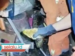 Ular Piton 5 Meter Gegerkan Warga Tandes Surabaya