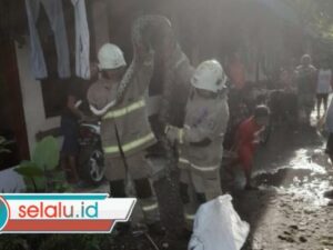 Ular Sanca 3 Meter Gegerkan Warga Putat Gede Surabaya
