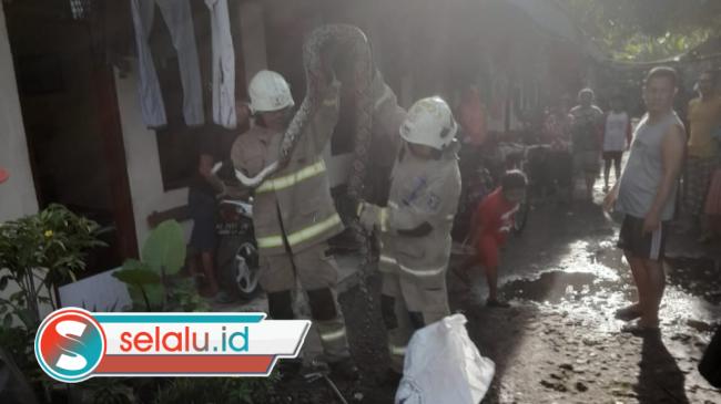 Ular Sanca 3 Meter Gegerkan Warga Putat Gede Surabaya