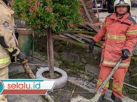 Ular Piton 3 Meter Masuk Rumah Warga Babatan Indah Surabaya