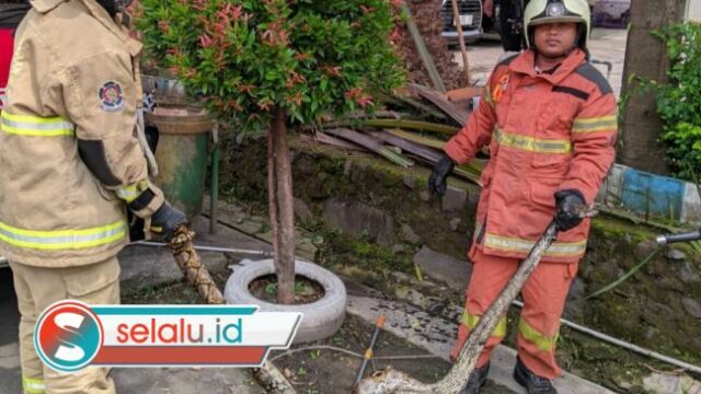 Ular Piton 3 Meter Masuk Rumah Warga Babatan Indah Surabaya