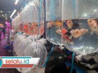 Pasar Ikan Gunungsari Surabaya Ramai di Bulan Ramadhan, Omzet Pedagang Naik Signifikan