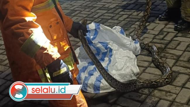 Warga Mulyosari Surabaya Temukan Ular Piton di Selokan, Panjangnya Sampai 4 Meter